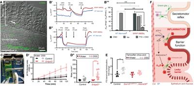 Enteric glia as friends and foes of the intestinal epithelial barrier function